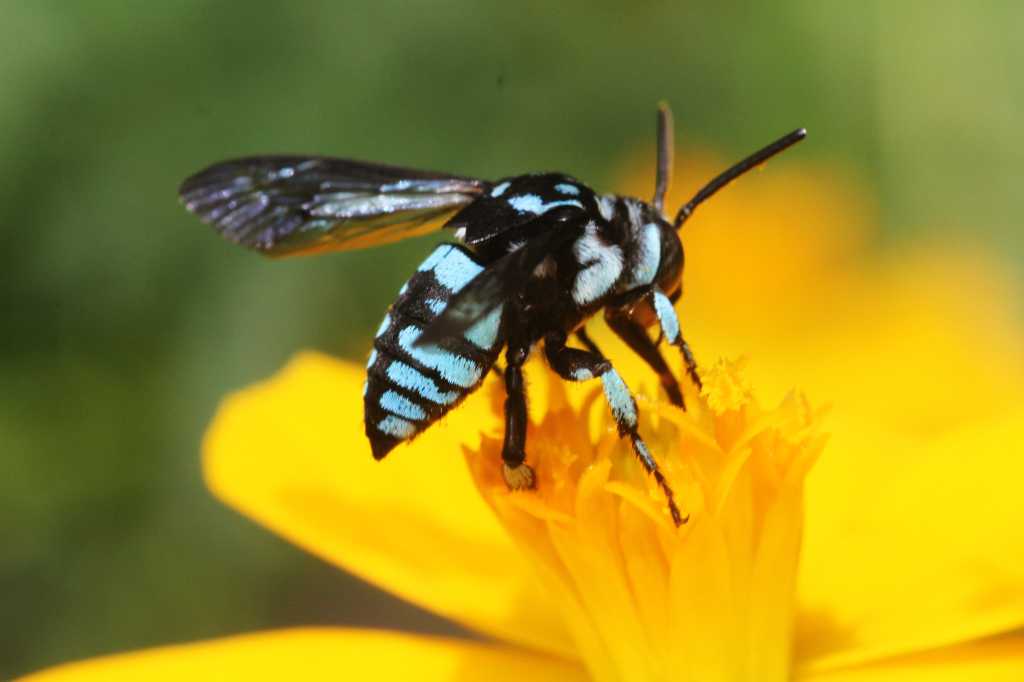 Seltene Bienen machen Meta wohl einen Strich durch die Rechnung.