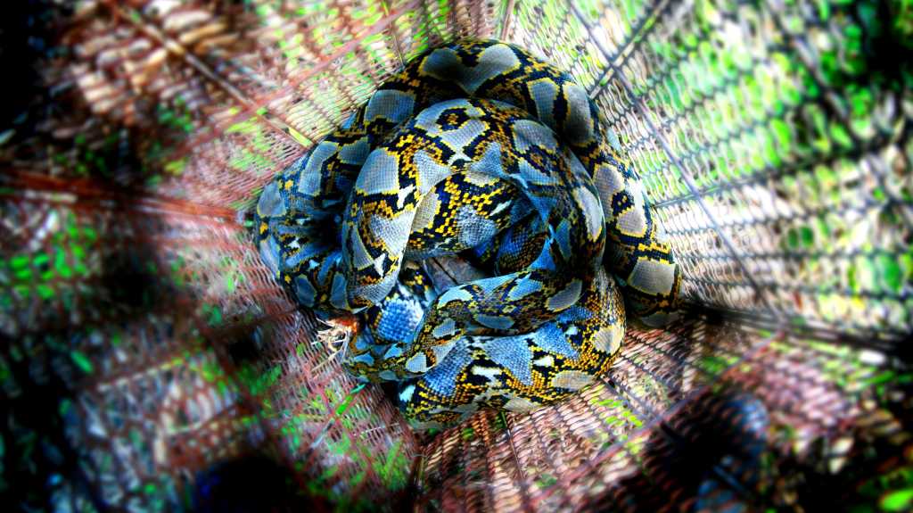 Image: Python offline installieren