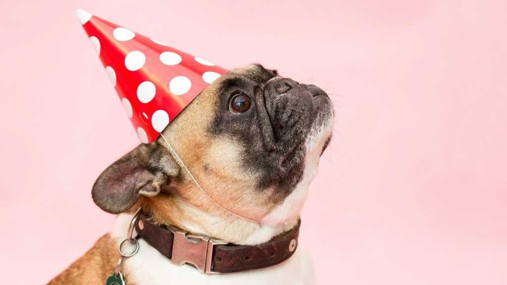 Image: I vibe-coded a dog birthday app. We still need developers.