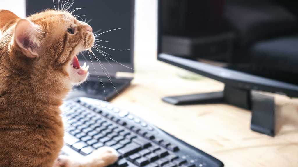Image: Cat Content verstÃ¶rt KI-Modelle
