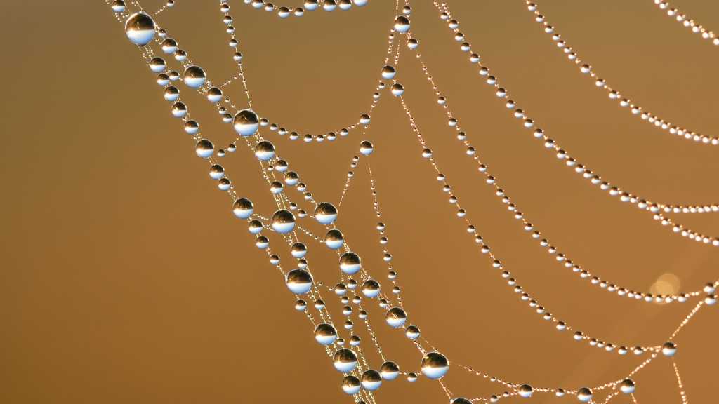 Spinnennetz mit Tautropfen