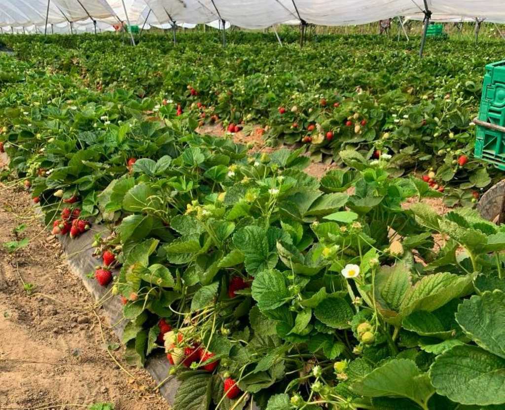 plantación de fresas en Asturias