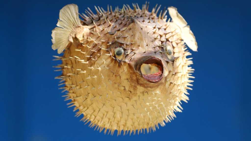 Blowfish 3 16z9
